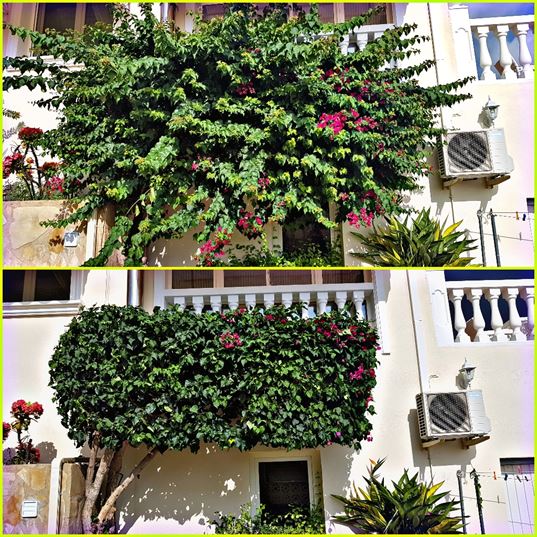 Vidal Gardens mantenimiento de plantas y podar en calpe benissa Vidal Gardens mantenimiento de plantas y podar en calpe benissa