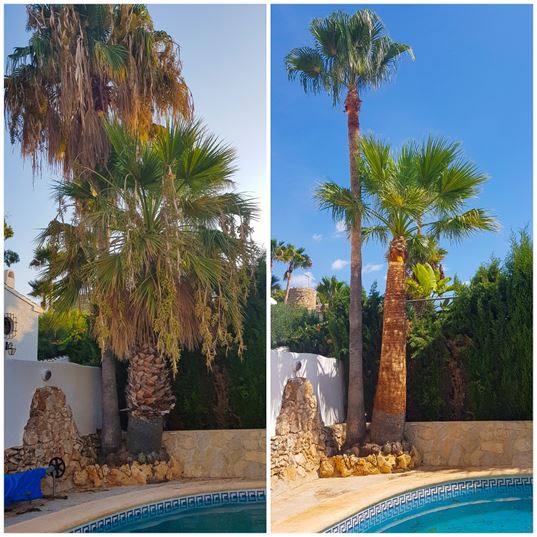 Vidal Gardens mantenimiento de jardines calpe benissa Vidal Gardens mantenimiento de jardines calpe benissa
